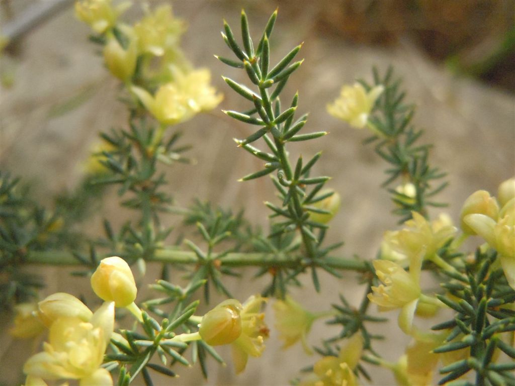 Asparagus acutifolius